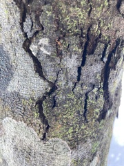 Anoplolepis gracilipes