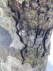 Anoplolepis gracilipes