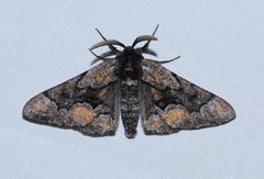 Phaeoura mexicanaria