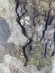 Anoplolepis gracilipes