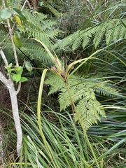 Cyperus ustulatus