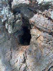 Anoplolepis gracilipes