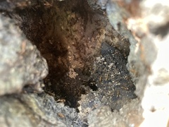 Anoplolepis gracilipes