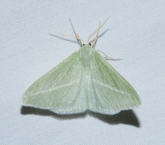 Chlorosea margaretaria