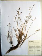 Poa sibirica