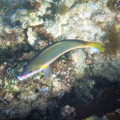 Anampses elegans
