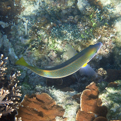 Anampses elegans