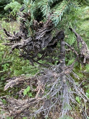 Herpotrichia juniperi