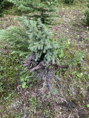 Herpotrichia juniperi