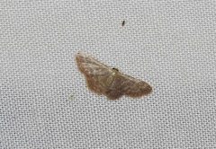 Idaea simplex