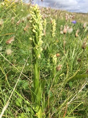 Platanthera hyperborea