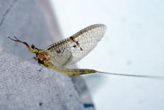 Ephemera vulgata