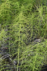 Equisetum pratense
