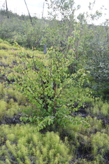 Betula pubescens pumila
