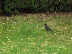 Turdus merula