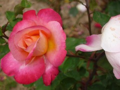 Rosa