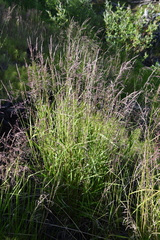 Arctagrostis arundinacea