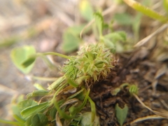 Trifolium suffocatum