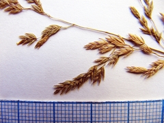 Poa sibirica