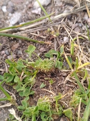 Trifolium suffocatum