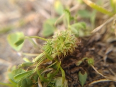 Trifolium suffocatum