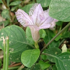 Ruellia prostrata