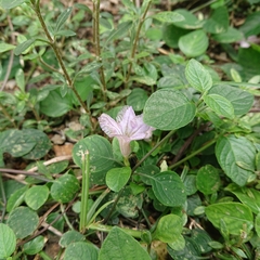Ruellia prostrata