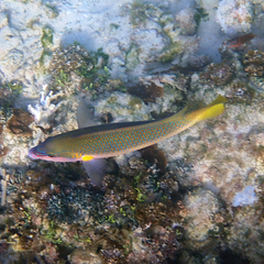 Anampses elegans