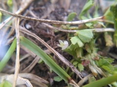 Trifolium ornithopodioides