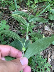 Polygonatum humile