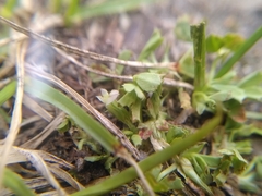 Trifolium ornithopodioides