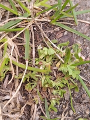 Trifolium ornithopodioides