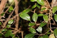 Cleistanthus cunninghamii