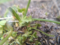 Trifolium ornithopodioides