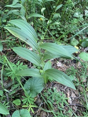 Polygonatum humile