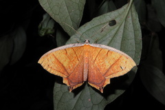 Thinopteryx crocoptera assamensis