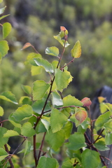 Betula pubescens pumila