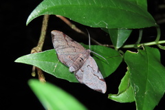 Hypochrosis baenzigeri