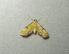 Tetrernia teminitis