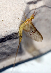 Ephemera vulgata