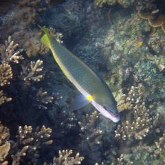 Anampses elegans