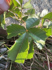 Searsia carnosula