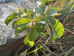Searsia carnosula