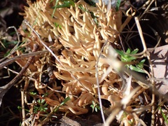 Ramaria lorithamnus