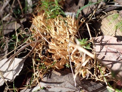 Ramaria lorithamnus