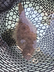 Psettichthys melanostictus