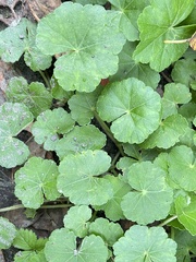 Hydrocotyle nepalensis