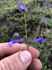 Penstemon heterodoxus