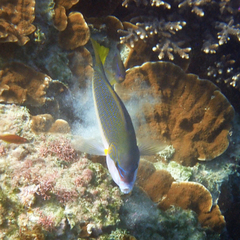 Anampses elegans