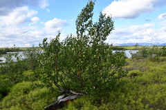 Betula pubescens pumila